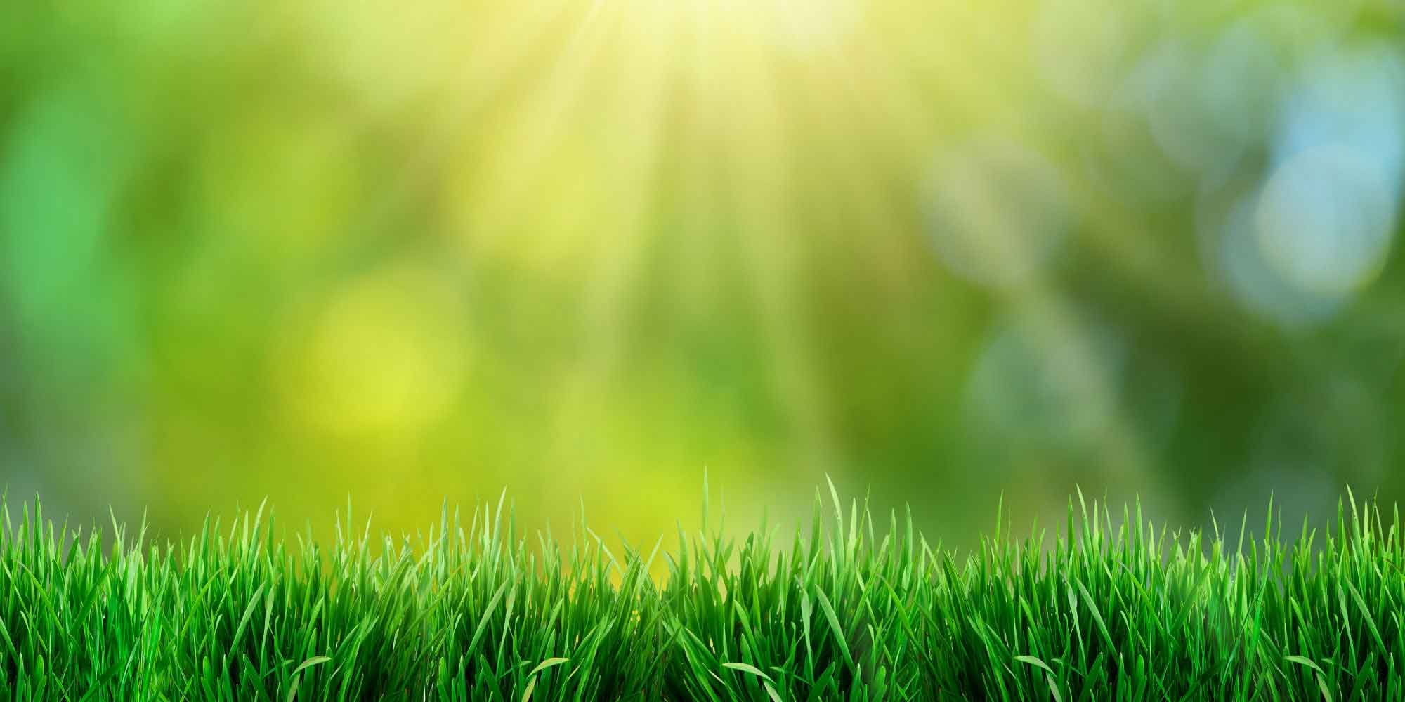 What Is The Meaning Of Green Grass In A Dream