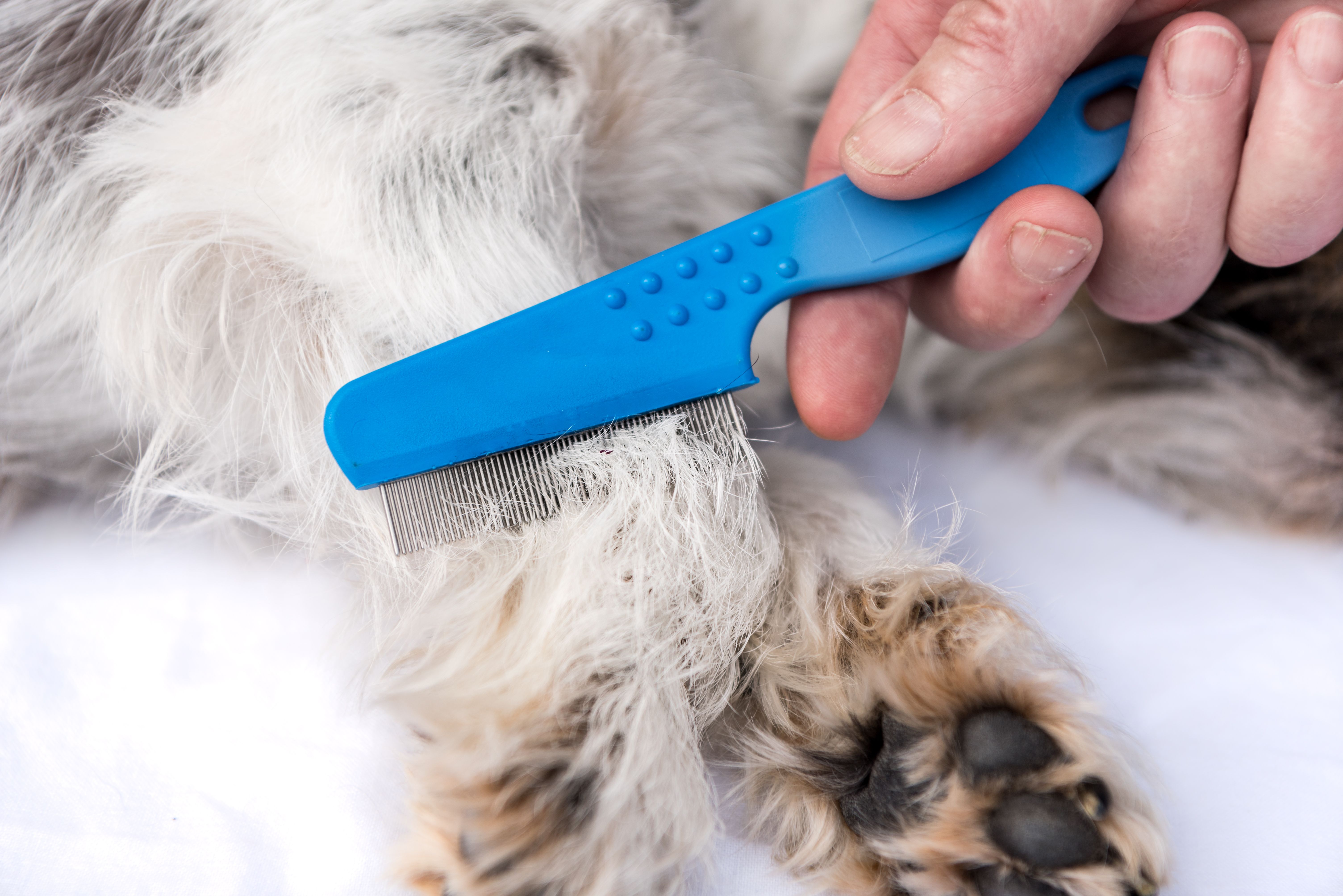 are-flea-collars-or-flea-combs-better-at-treating-fleas-on-dogs