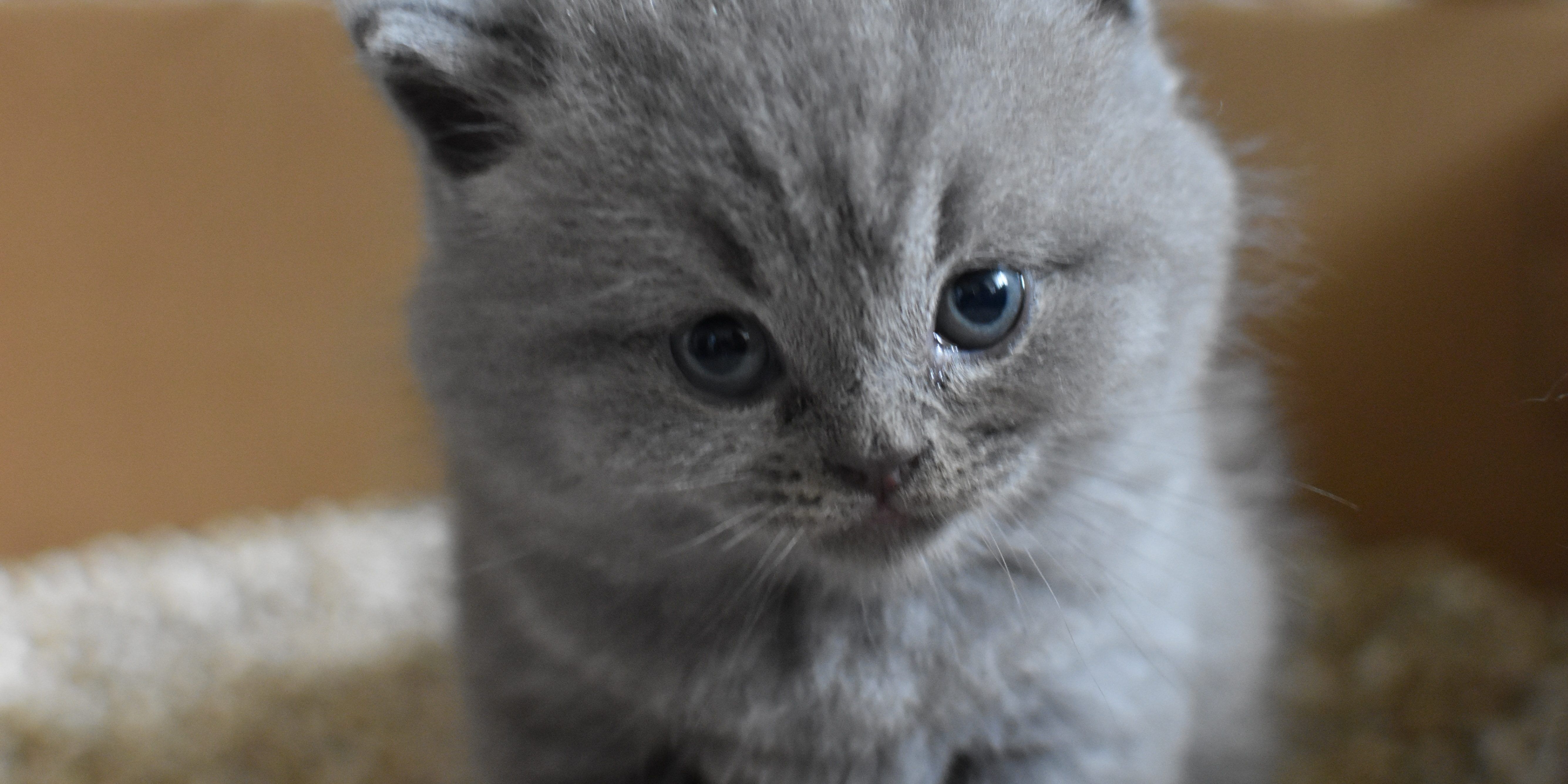 how often should you clean a litter box