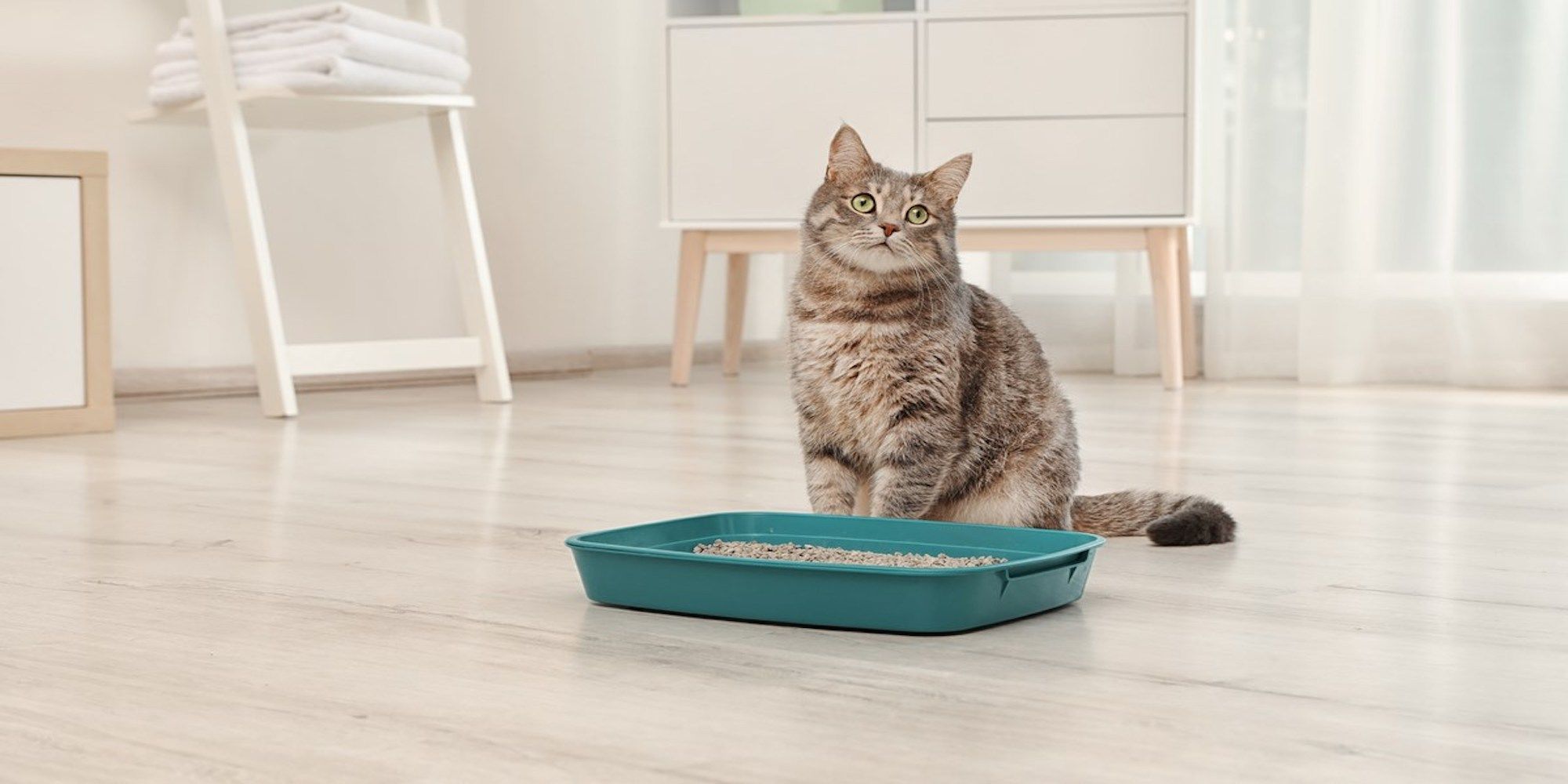 Cat Litter How to Choose the Safest Type for Your Pet