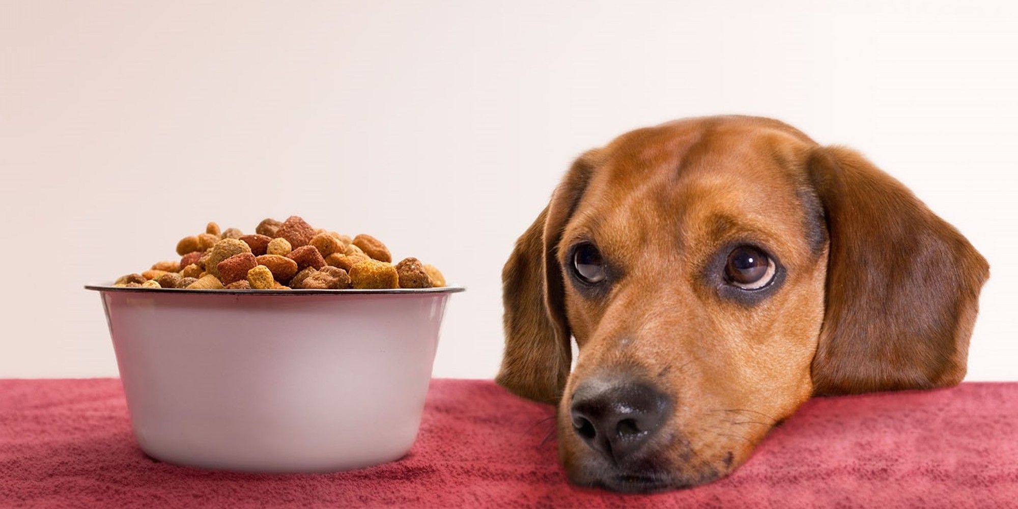 How to Tell Your Dog Doesn't Like Their Food When to Switch Types